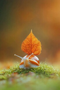 蜗牛顶秋叶 自然小景趣