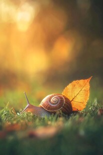 秋日蜗牛与落叶的静谧时刻