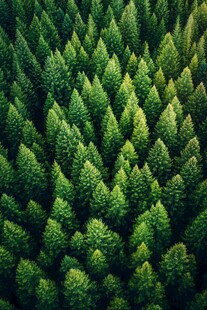 航拍茂密整齐的绿色森林