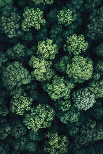 俯瞰葱郁森林景观