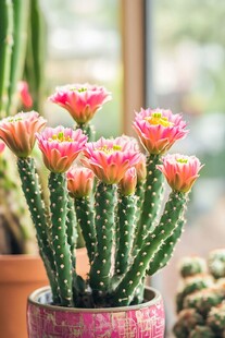 粉色仙人掌绽放美丽花朵