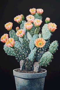 开花仙人掌盆栽