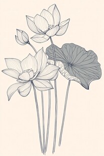水墨风荷花线描插画