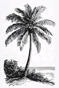 海边单棵椰子树黑白插画