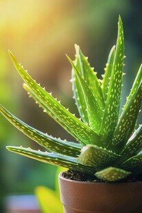 盆栽芦荟 绿意盎然