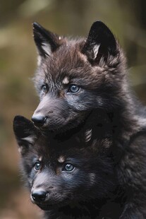 两只可爱小狼崽依偎