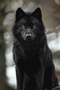 黑狼凝视 尽显野性魅力