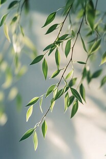 嫩绿柳枝映光影