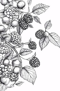 手绘黑莓与枝叶插画