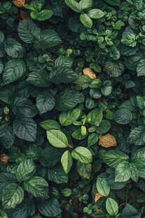 翠绿繁茂的植物叶片特写