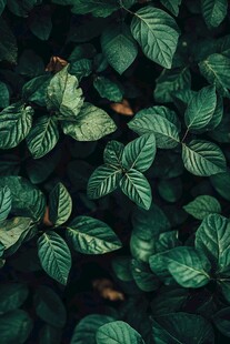 翠绿叶片的自然景致