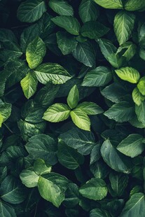 翠绿叶片的生机画面