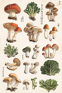 多样菌类植物手绘插画