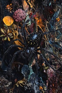 黑蜘蛛藏身多彩植物间