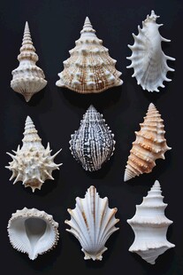多样精美贝壳展示