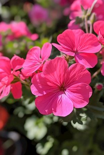 艳丽绽放的粉红色天竺葵