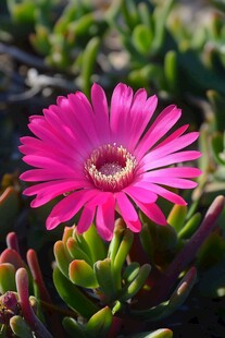 娇艳绽放的粉色多肉花卉