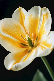 黄白相间郁金香特写