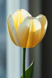 黄色郁金香特写