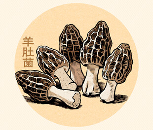 羊肚菌