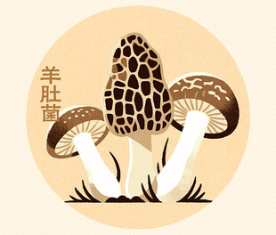 羊肚菌插画图