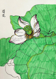 手绘荷花图