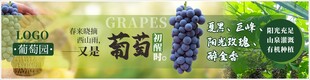 葡萄海报