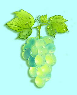 手绘葡萄 清新葡萄 葡萄插画
