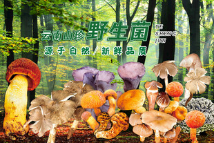 云南野生菌广告