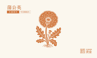 蒲公英