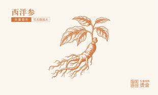 西洋参