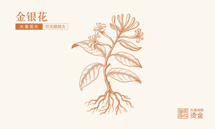 金银花