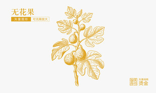 金色无花果插画