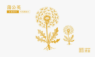 蒲公英