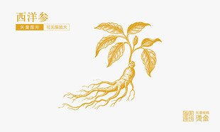 西洋参