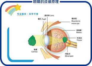 眼睛的成像原理
