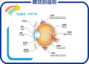眼球的结构
