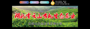 茶田背景图