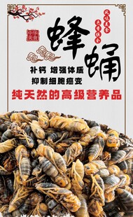 蜂蛹