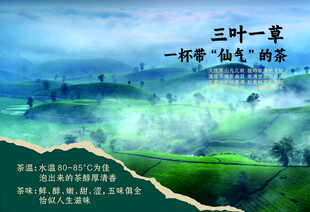 山间茶园晨景