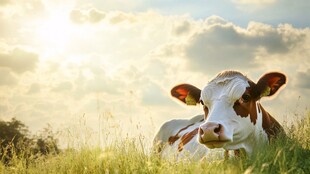 阳光下草地上休憩的奶牛