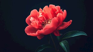 娇艳红牡丹绽放于暗背景