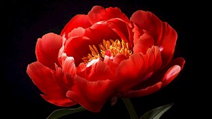 艳丽红芍药绽放于黑背景