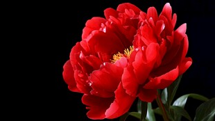 艳丽红芍药绽放