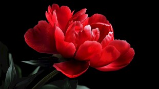 艳丽红芍药绽放于黑背景
