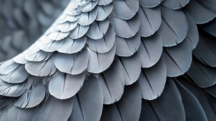 优雅羽翼细节特写