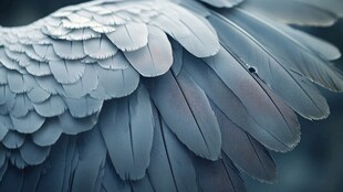 羽翼细节特写 优雅羽毛质感