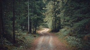 林间幽径 沉浸自然之美