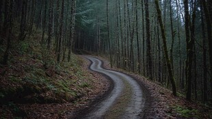 蜿蜒林间路 静谧自然景