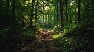 阳光照耀下的林间幽静小道